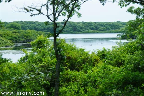 The Jennies Cove Lot at South Shore Estates, West Tisbury, MA